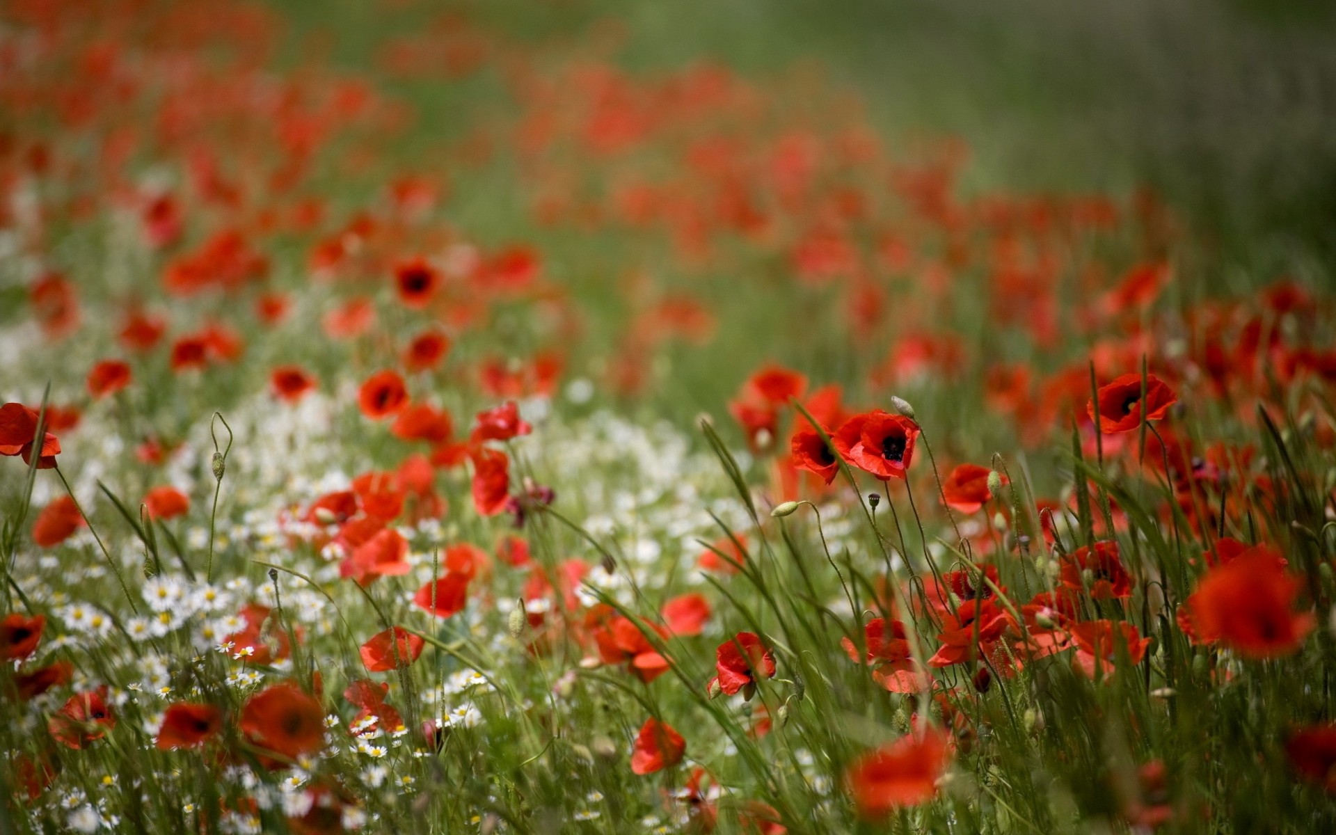 the field poppies nature