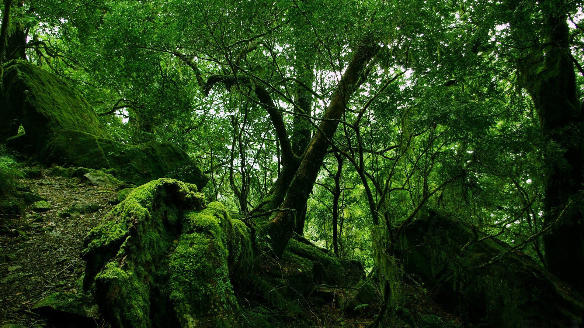 dense trees branch moss stones forest greens branche