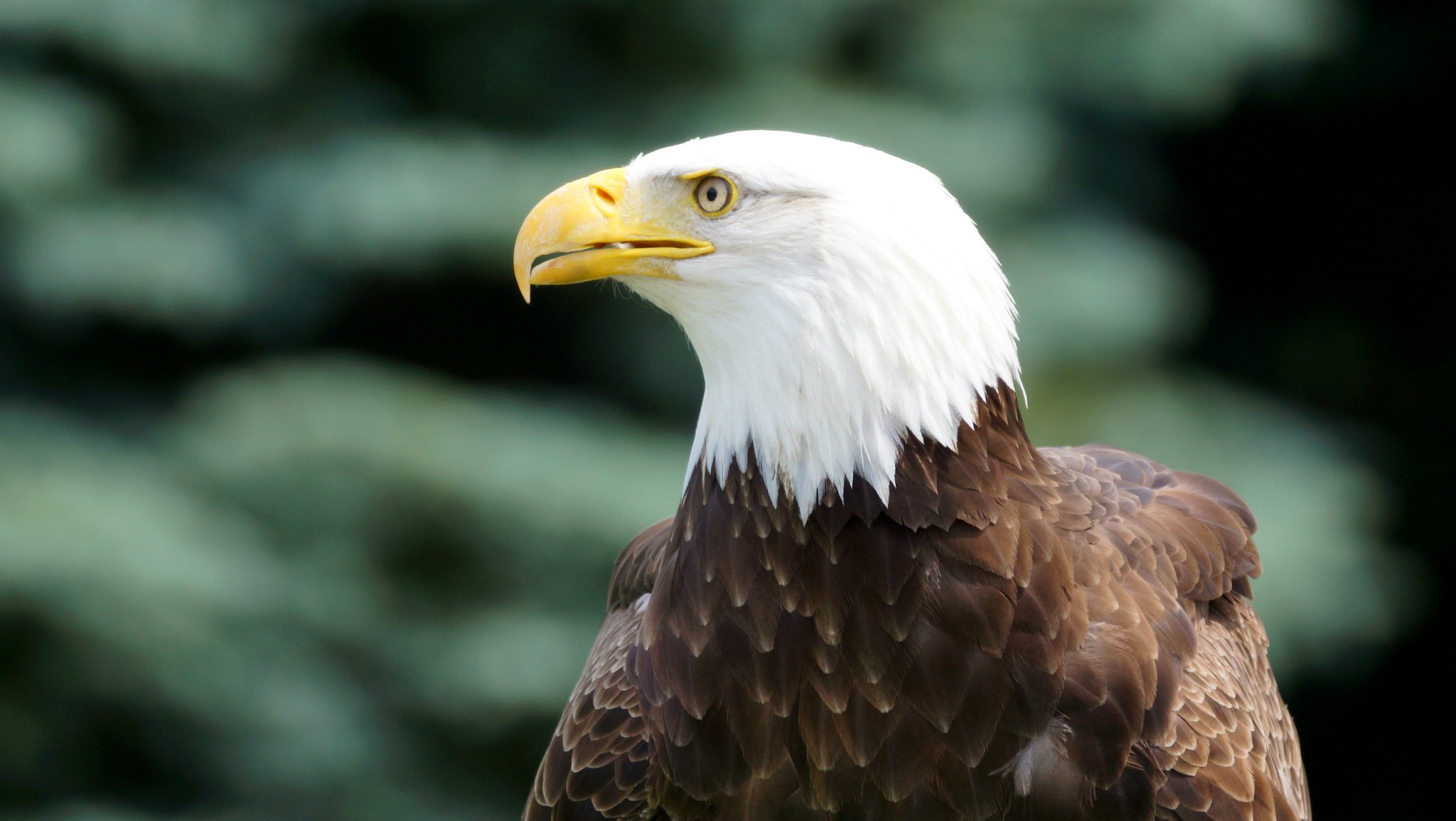 vogel weißkopfseeadler aussehen bald adler profil vogel