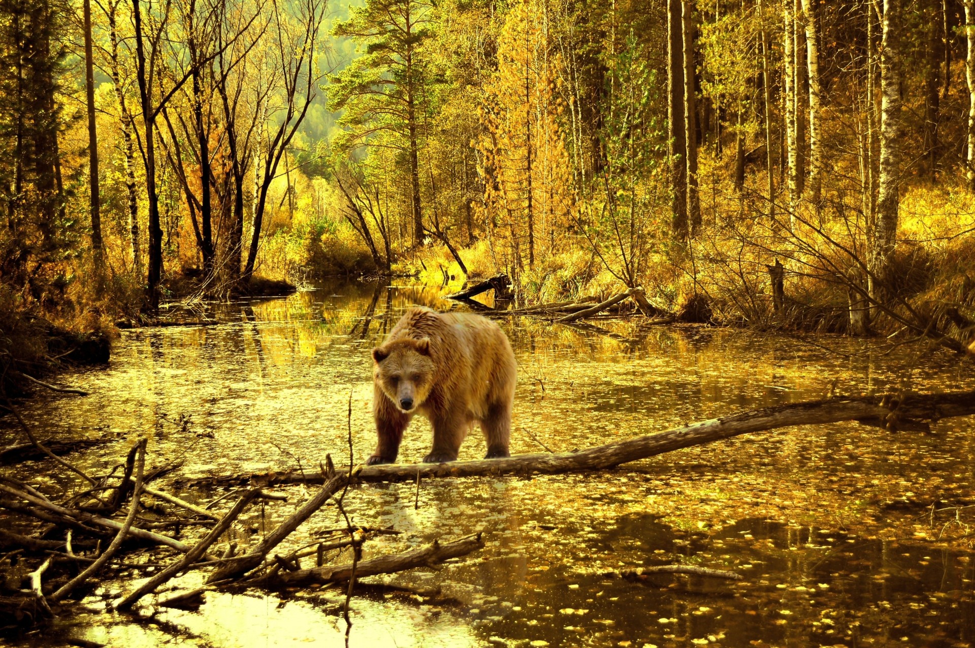 пейзаж медведь лес деревья пруд осень