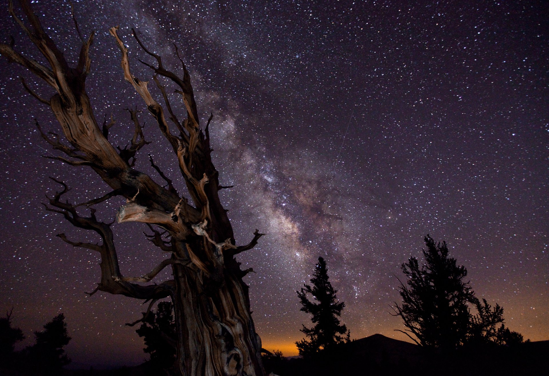 voie lactée ciel nuit arbres exposition gagnant du concours de photographie astronomique :-