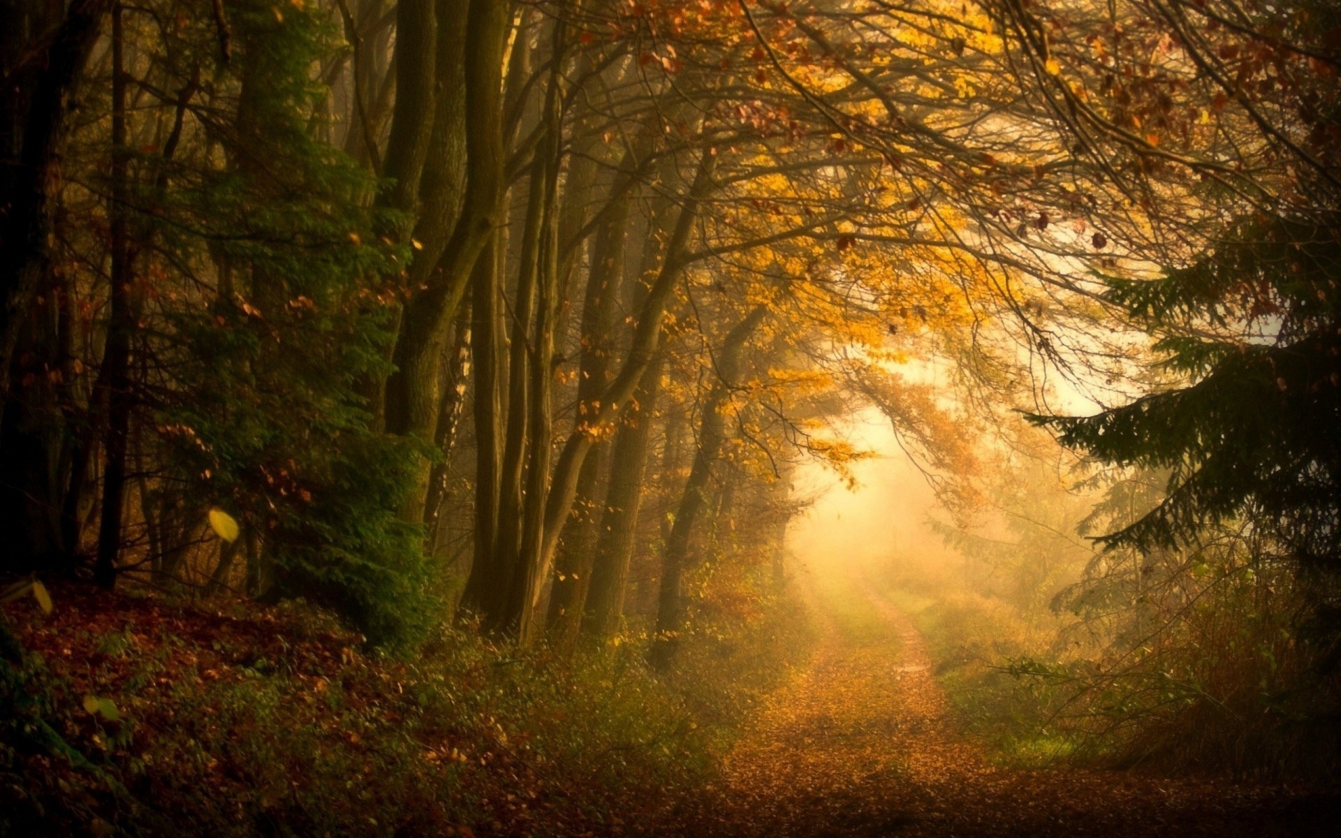 bosque camino paisaje