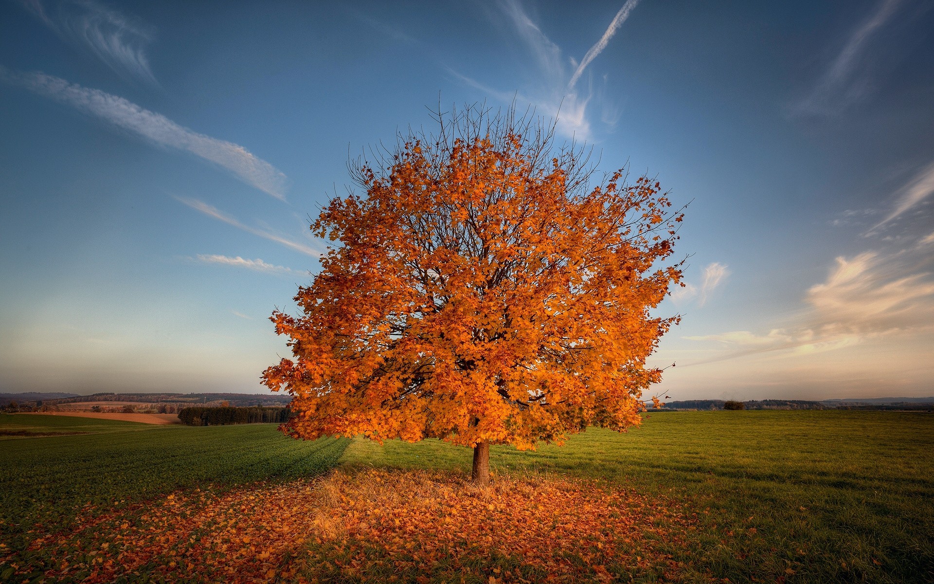 laub toskana natur baum feld herbst