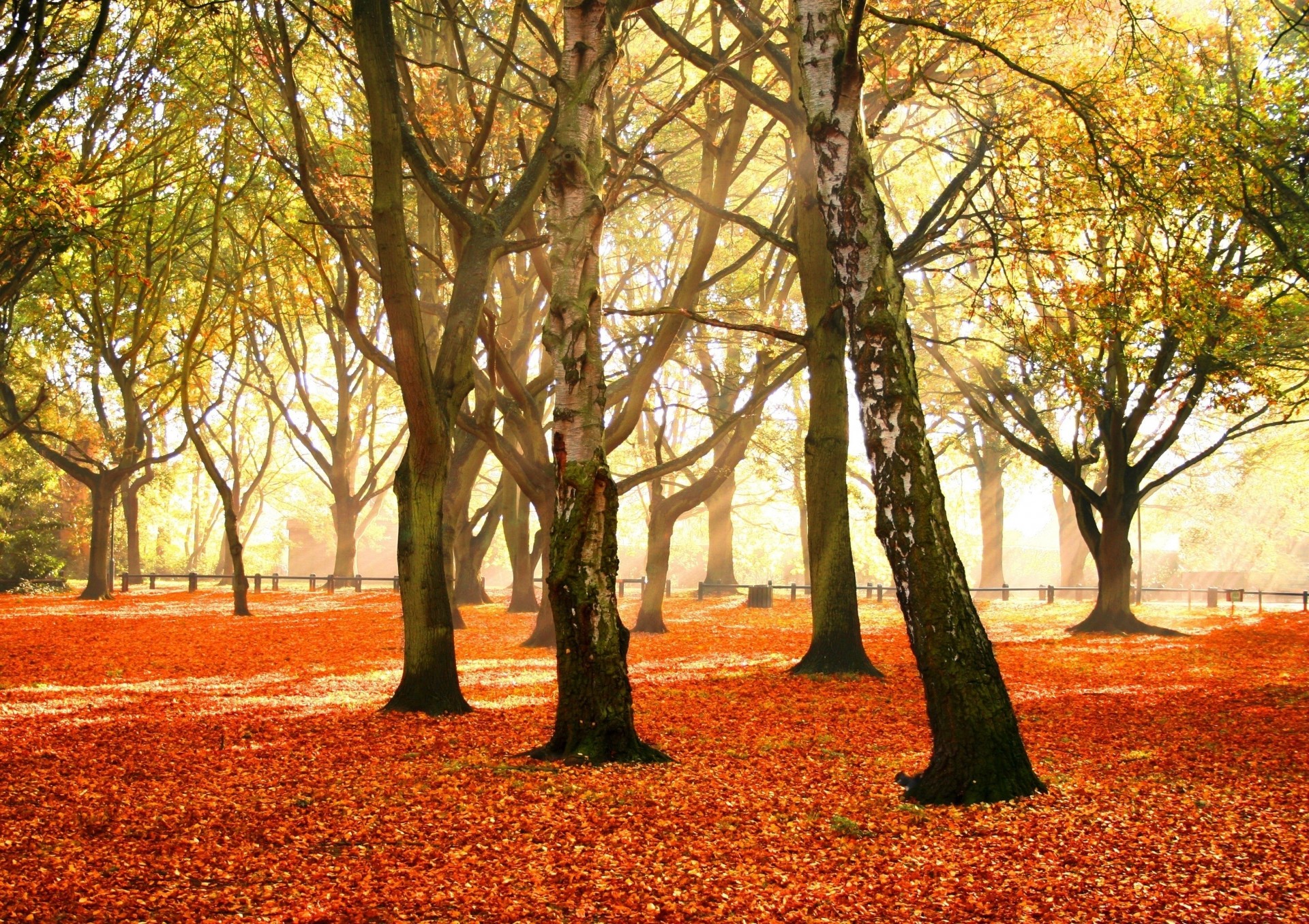 betulla caduta delle foglie parco ottobre autunno tappeto