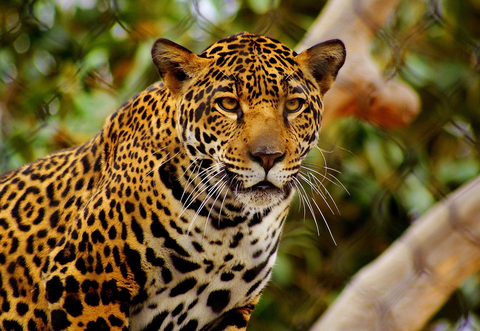 moustache regard sérieux museau jaguar