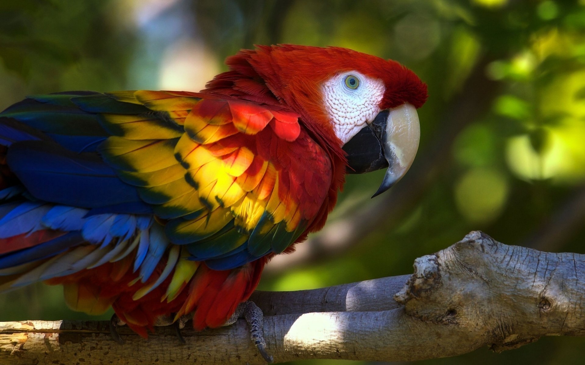 loro rama pájaro guacamayo