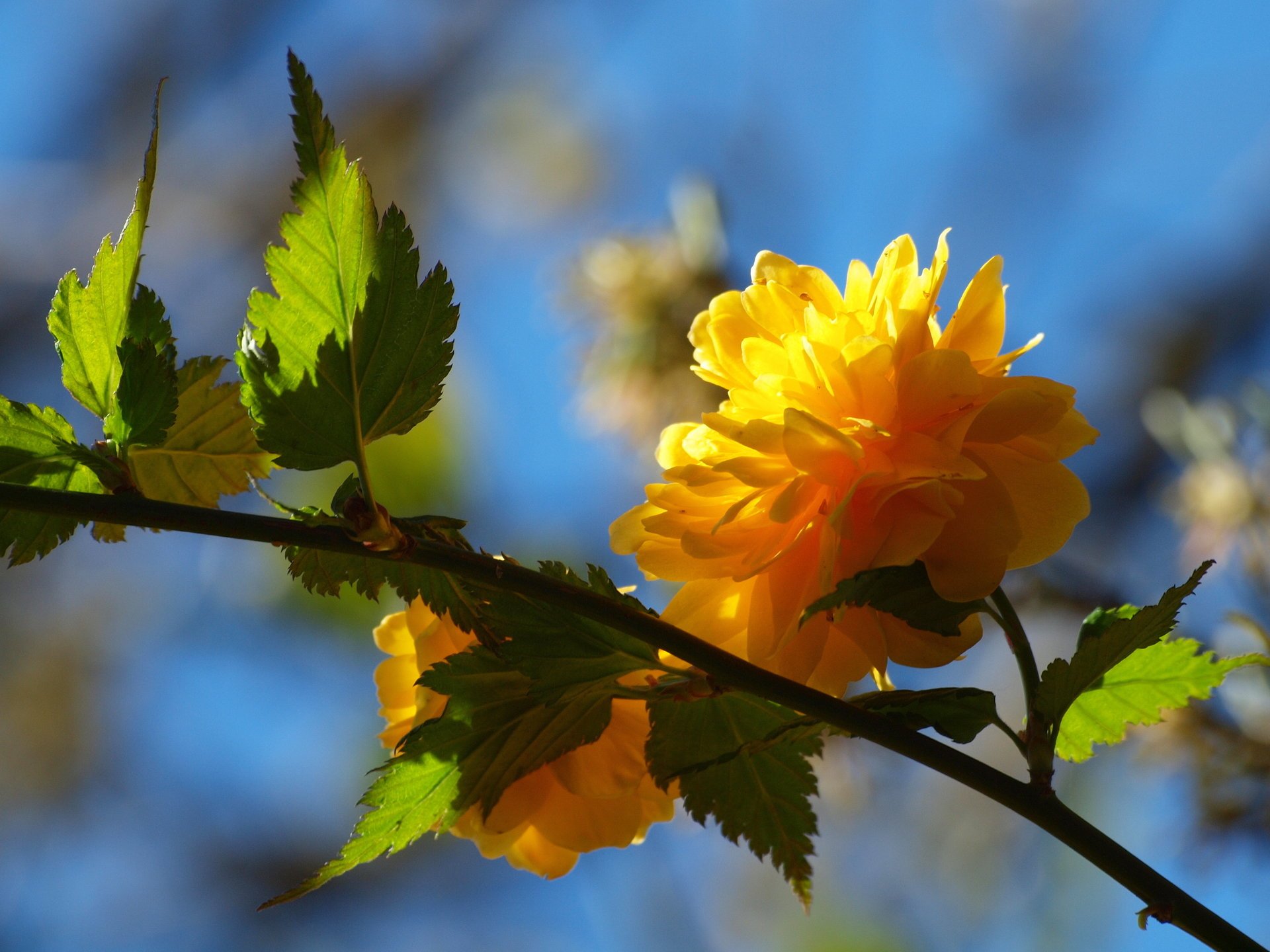 blume zweig blätter baum gelb frühling blütenblätter