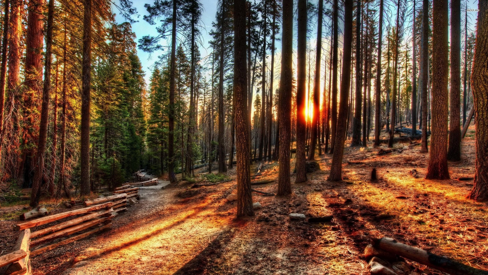 kalifornia yosemite natura las słońce