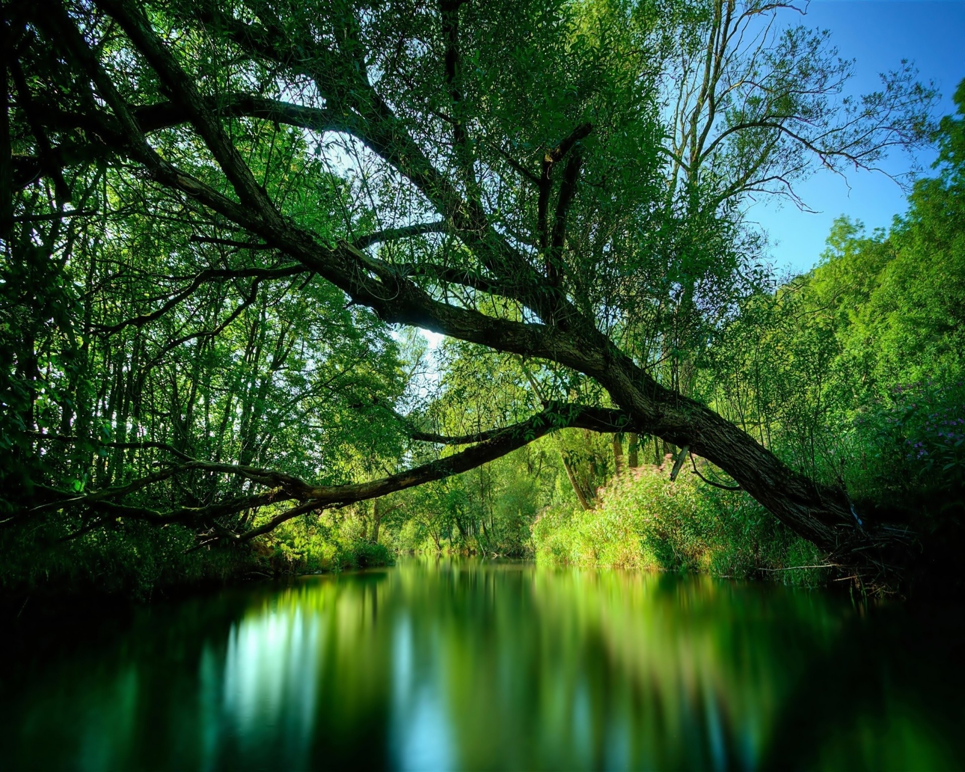 estate fiume albero