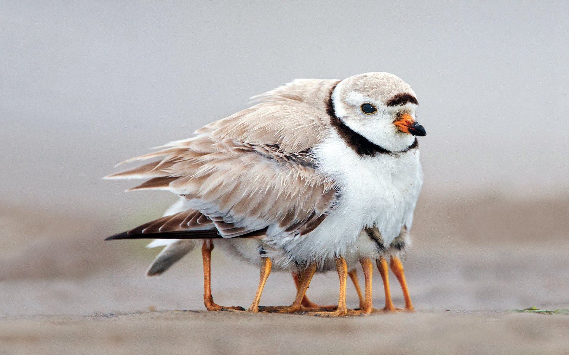 vogel pfoten federn familie warm familie küken