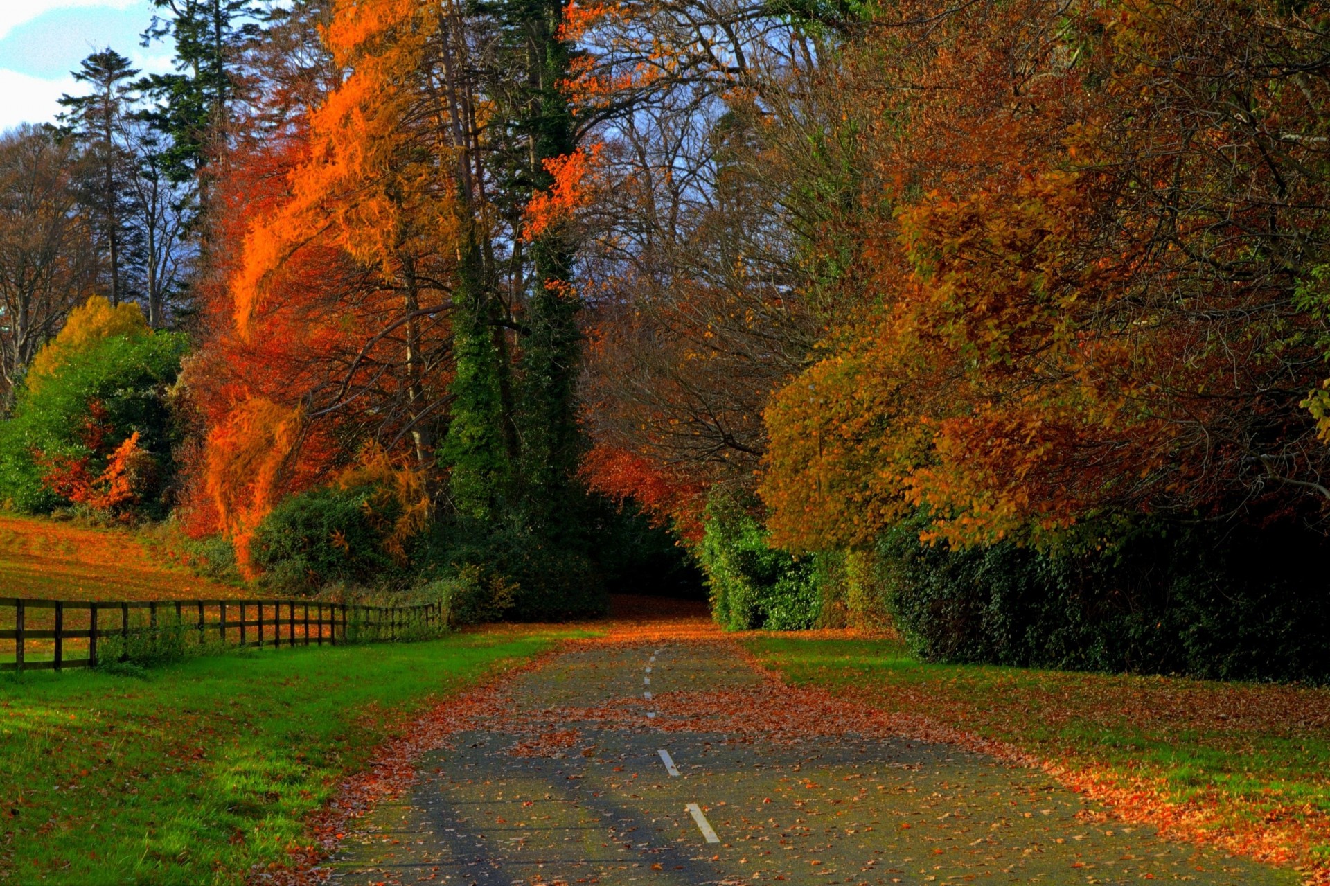 bunt feld straße natur palmen wald blatt herbst fußweg