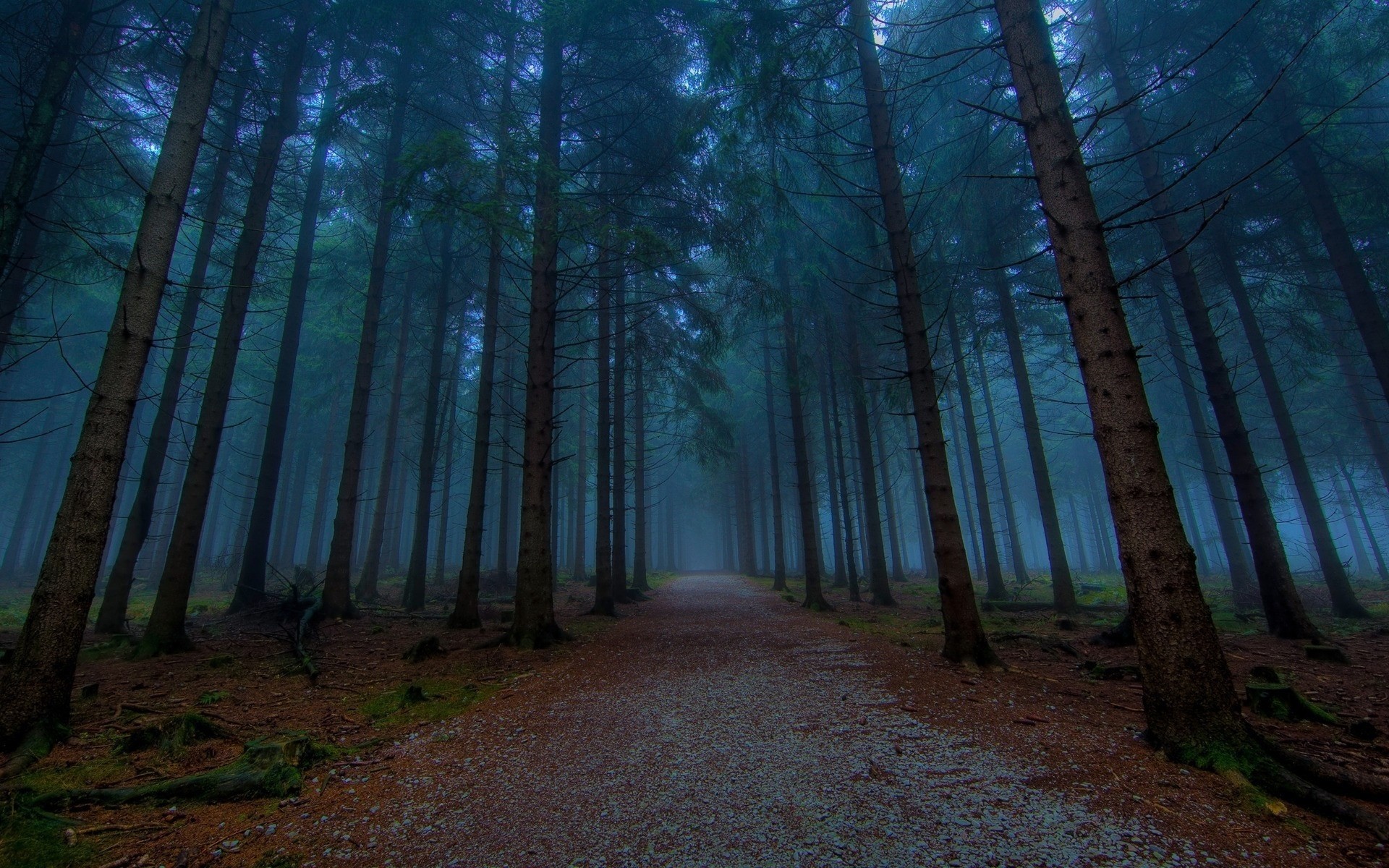 strada nebbia foresta alberi natura