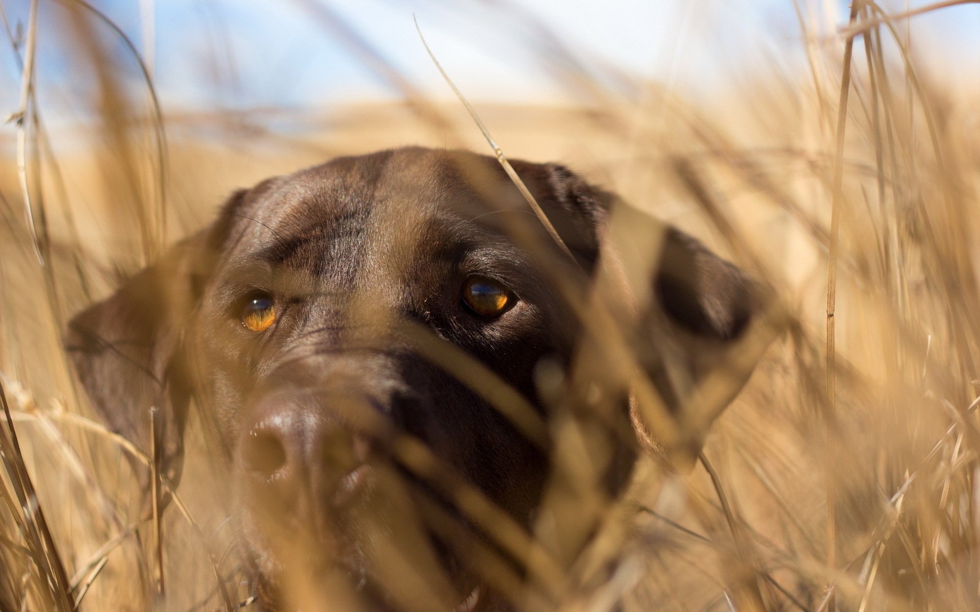 chien fond vue