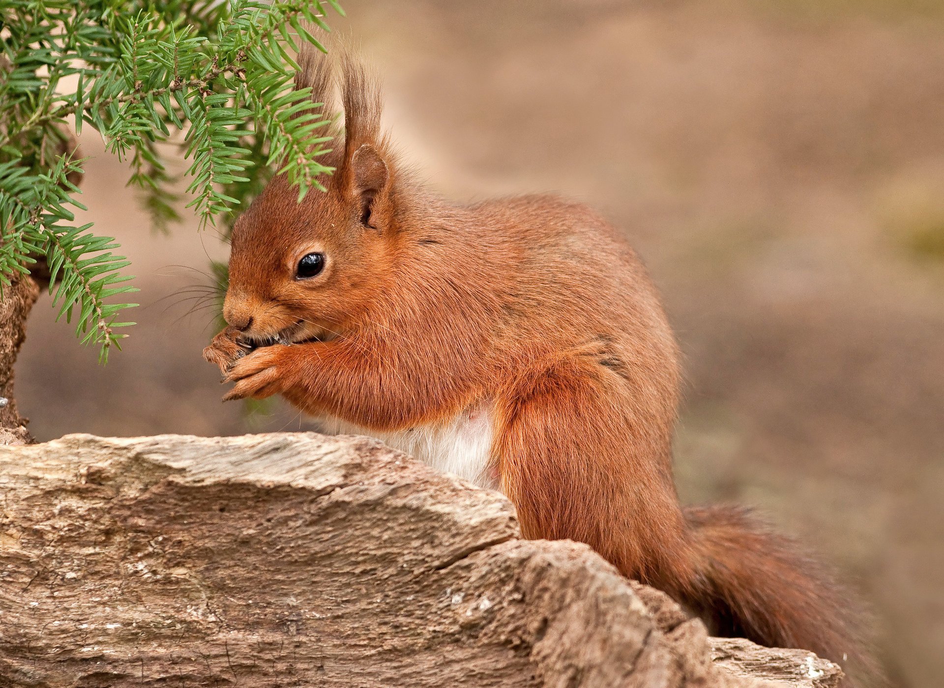 quirrel little pussy red