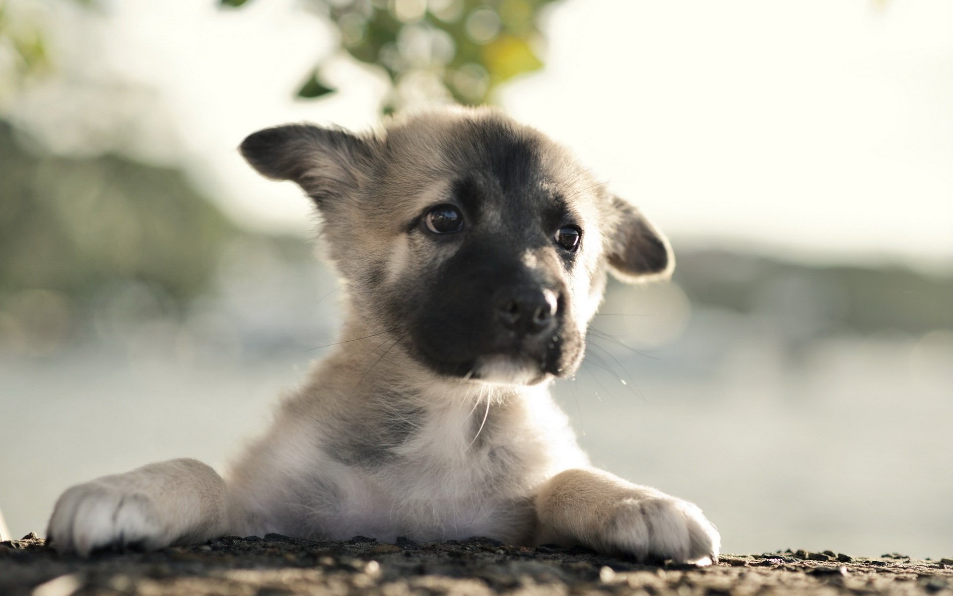 cachorro pastor alemán perro