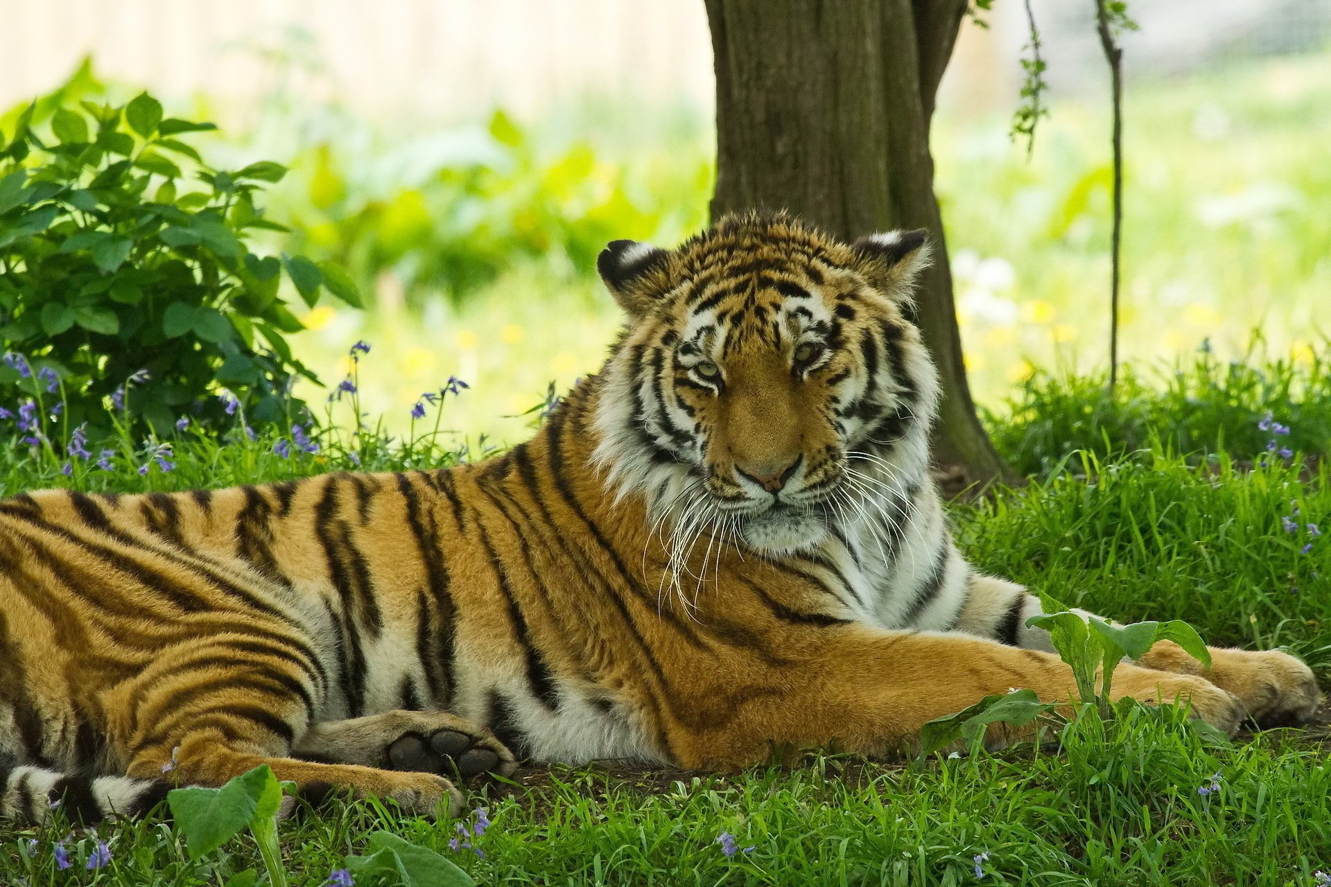 behaarte katze tiger schatten schnauze gras schnurrbart ruhe