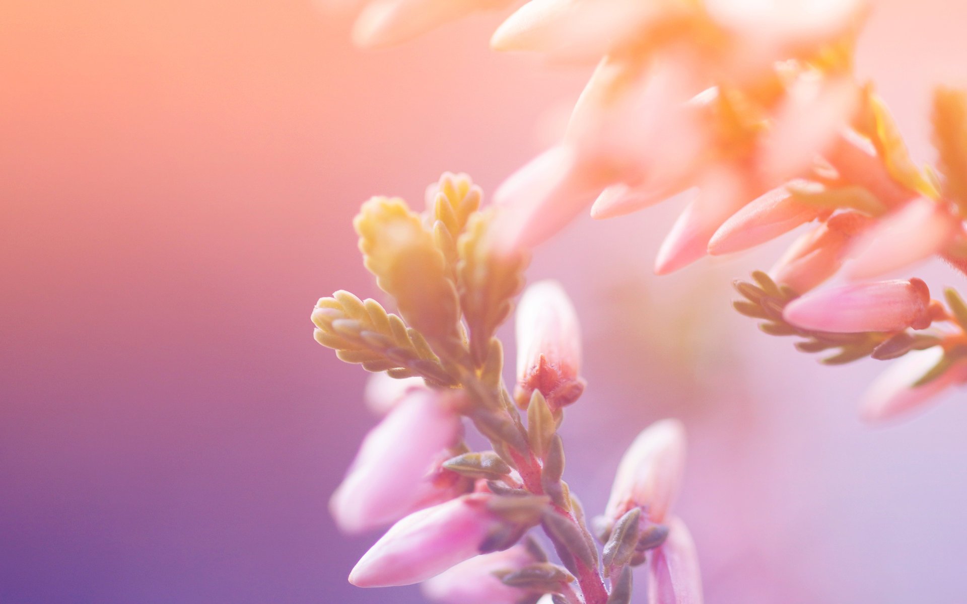 paints light flowers macro petals petals flowers nature