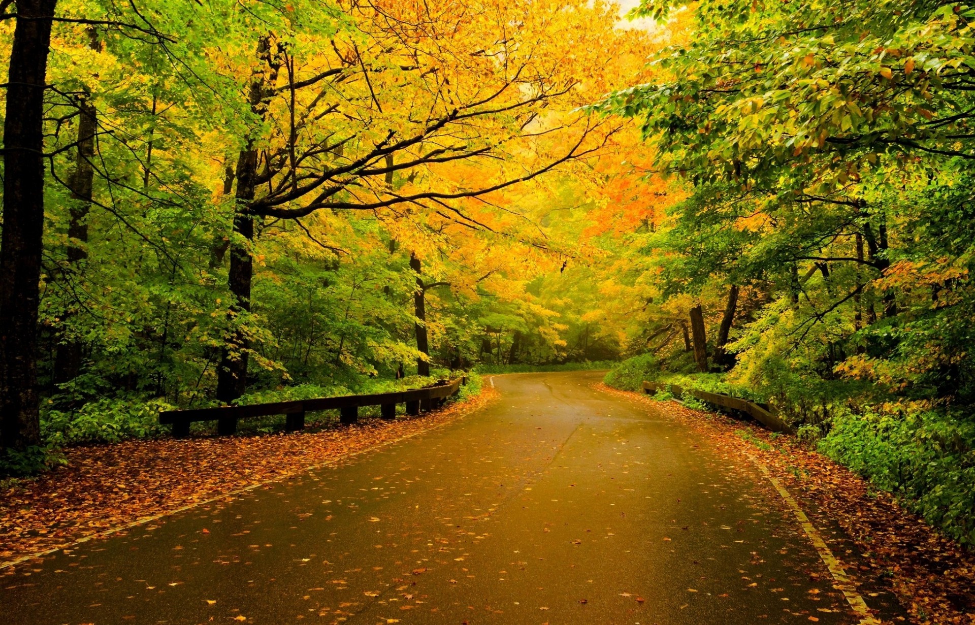 foglia multicolore strada natura foresta palme autunno sentiero vernice alberi passeggiata