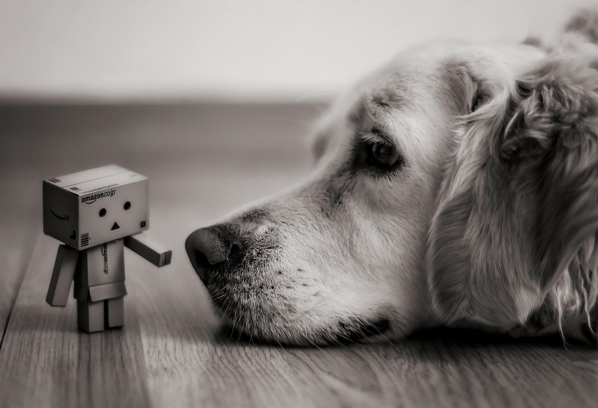 hund danbo boxen amazon liegt blick box