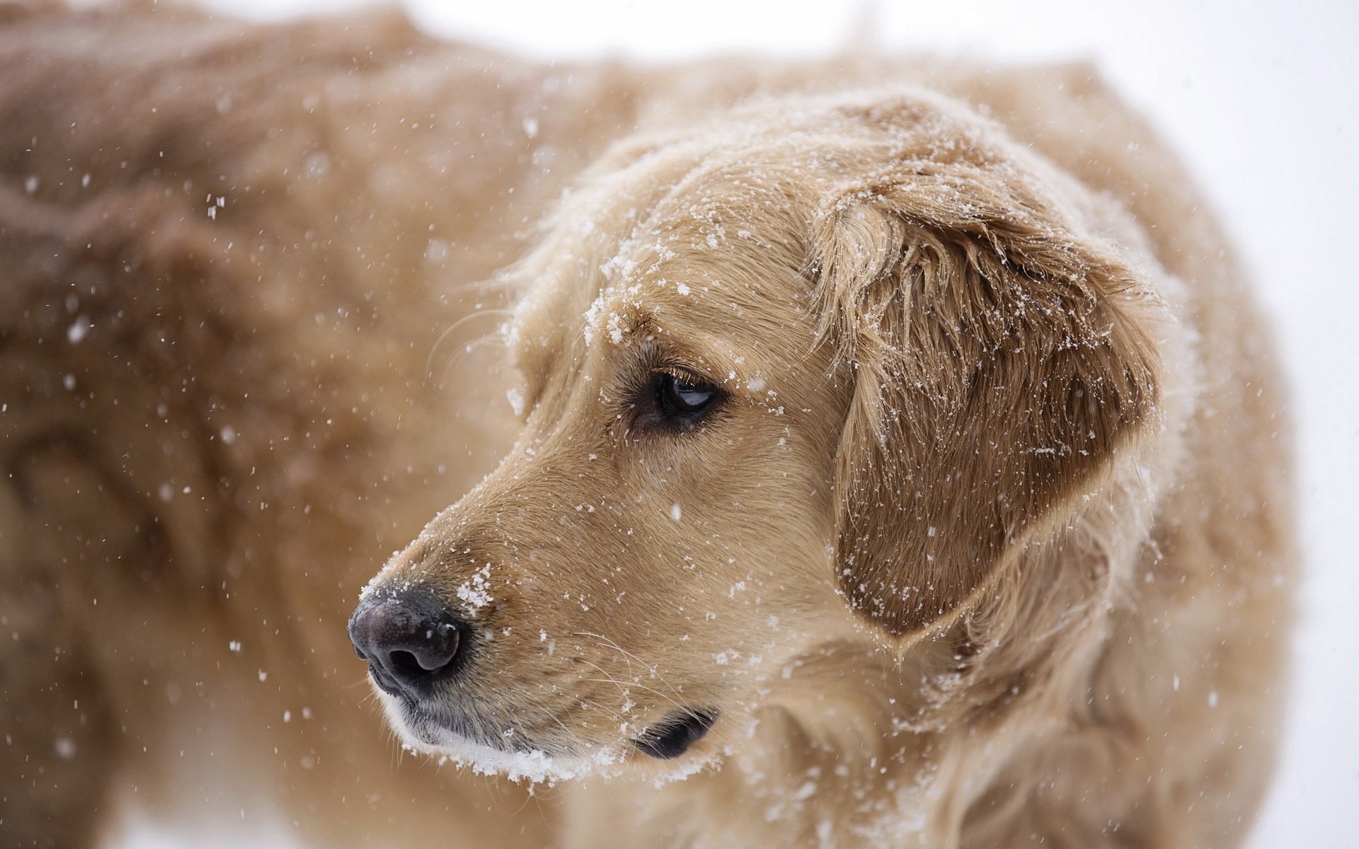 cane amico neve