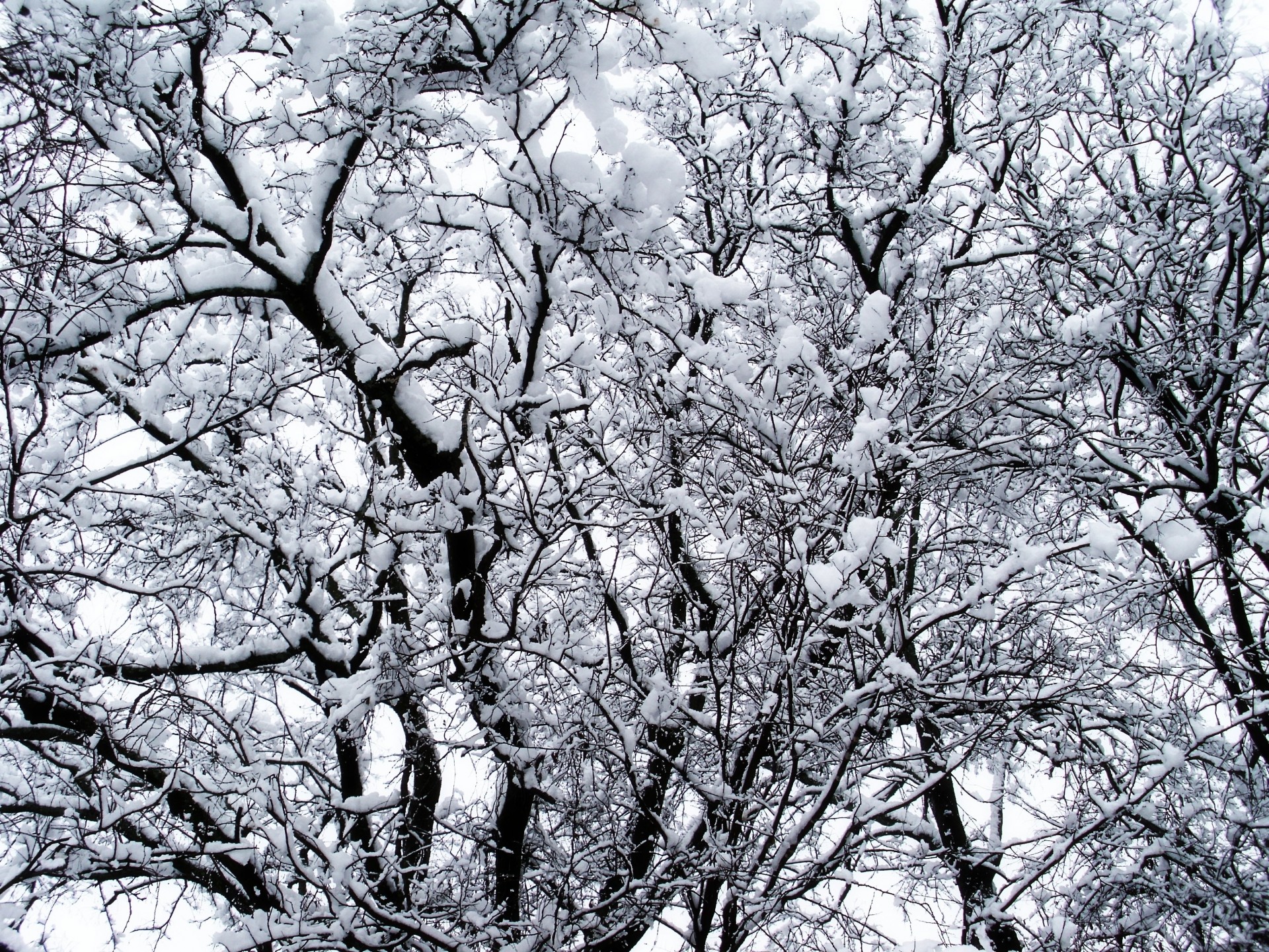 arbres neige hiver