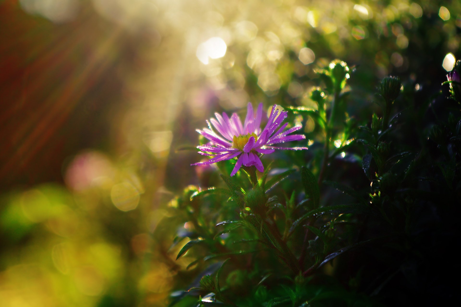 crisantemo abbagliamento raggi sole fiore foglie cespuglio