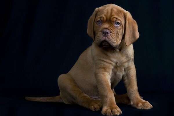 Pequeño cachorro sobre fondo blanco