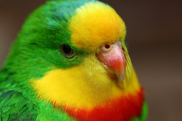 Green yellow pretty parrot