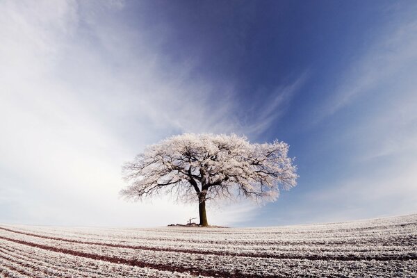 Baum und Feld im Frost