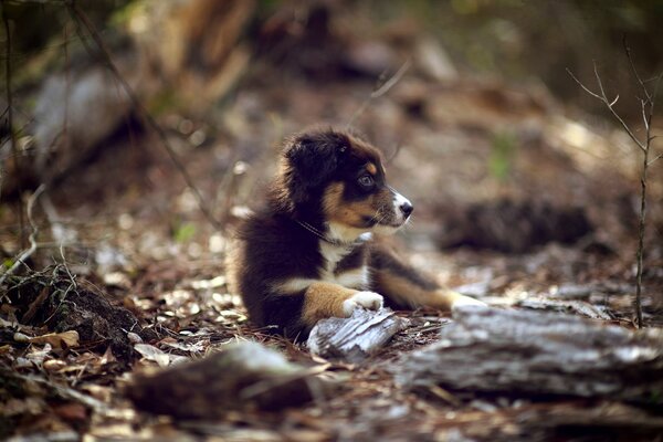 Cachorro perdido en el bosque