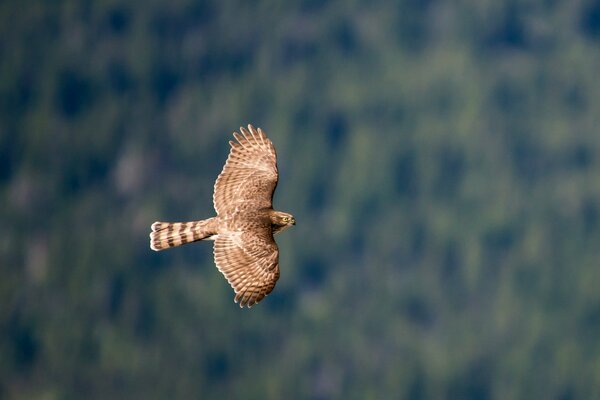 Faucon planant au-dessus de la forêt en agitant ses ailes
