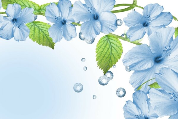 Blue flowers with water drops