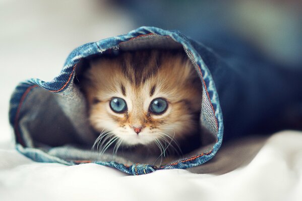 Pequeño gatito se metió en los pantalones vaqueros