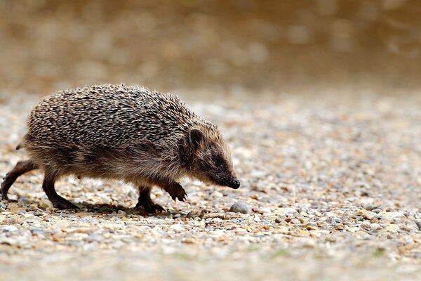 Grey prickly hedgehog runs around looking for food