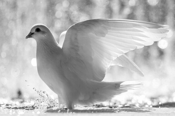 Biały gołąb rozpryskuje wodę skrzydłami