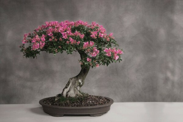 Árbol, bonsai, Tokio scets