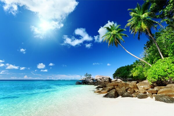 Beach with palm trees on the seashore