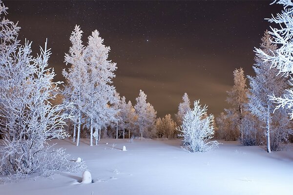 Trees covered with snow in the forest