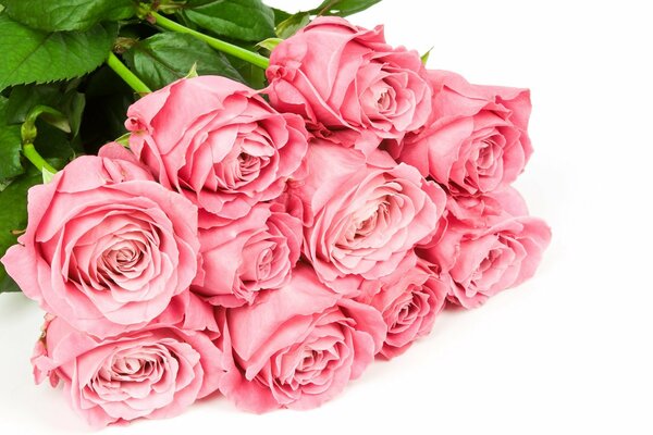 Bouquet of pink roses on a white background