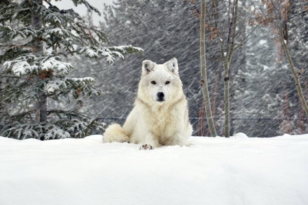 Wolf im Wald im Winter im Schnee