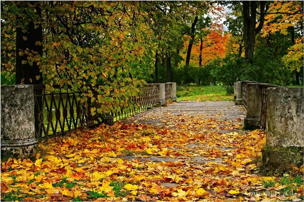 Yellow carpet of autumn leaves