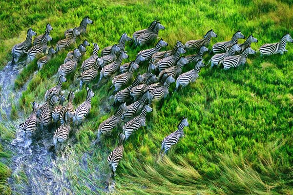 Le zebre corrono sull erba verde