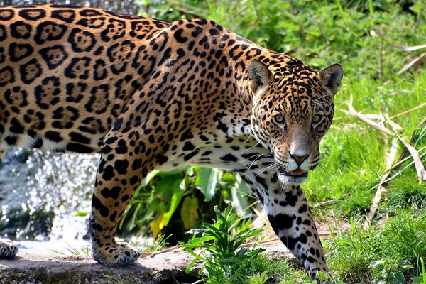 Jaguar walks through the forest and looks