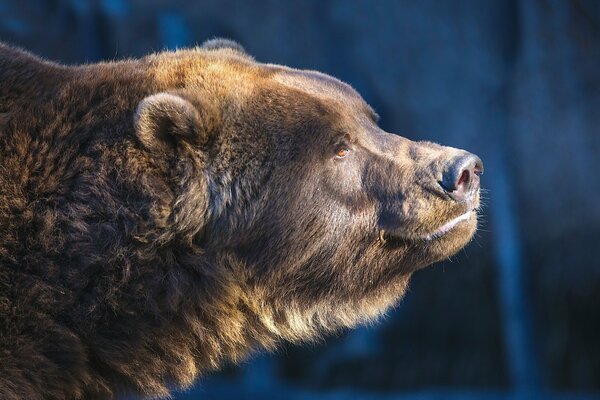 Brown bear smelled honey