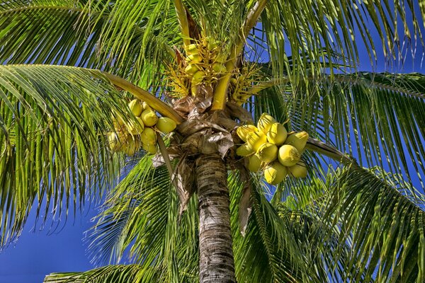 Los Cocos verdes cuelgan de la palma