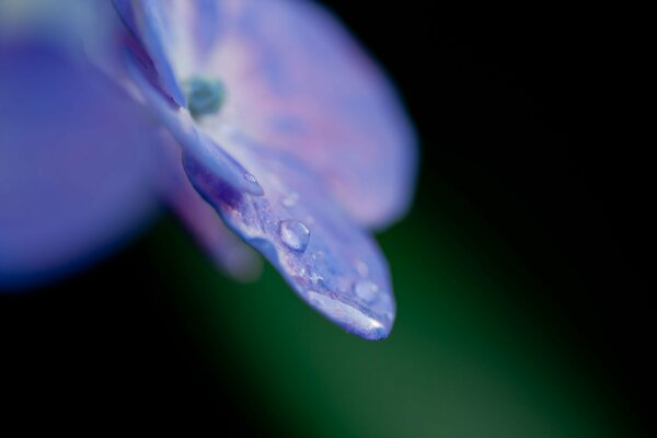 Pétalos de Hortensia púrpura en gotas de rosyfiole