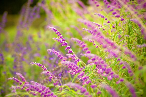 Bocetos de la naturaleza: flores púrpuras, hierba y otras praderas verdes