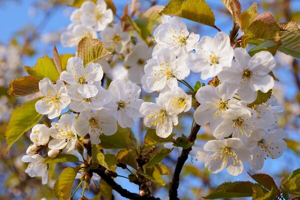 Im Frühling und die Bäume sind mit der Sonne bedeckt