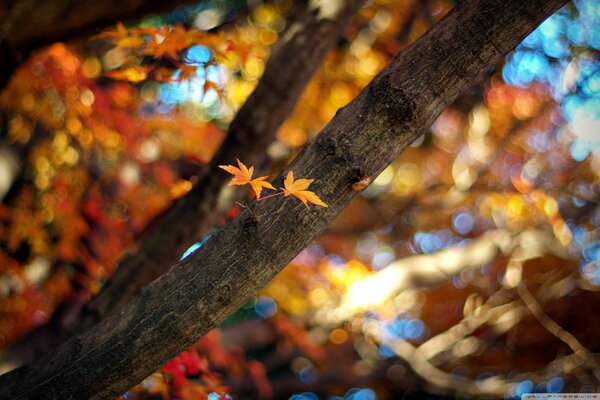 Nettes kleines Blatt am Baum