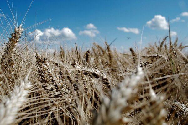 Native wheat expanses in blue